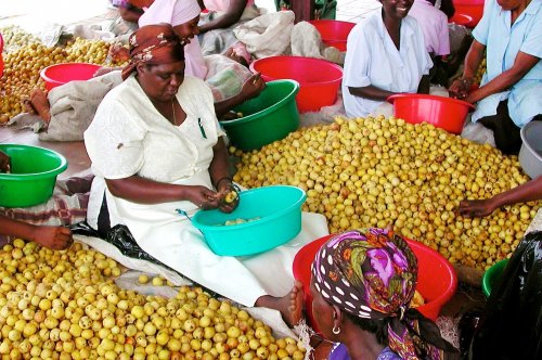 Contact providers - outgrower list