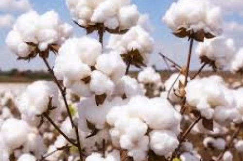 This year’s cotton marketing season extended