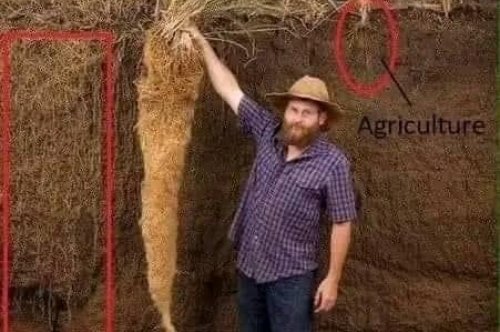 a perennial wheatgrass plant's long roots may be the key for feeding more people while conserving farmland soil