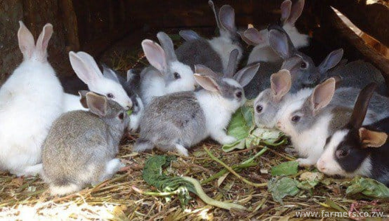 Efforts to address unexplained rabbit deaths
