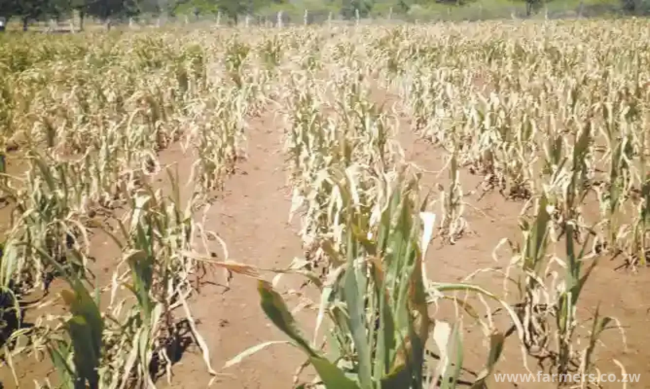 How Minerva is using geospatial data to promote crop insurance
