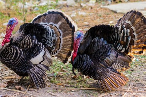 lets unlock the turkey mystery , why do young turkeys have extreme fatalities in their brooding stages ?