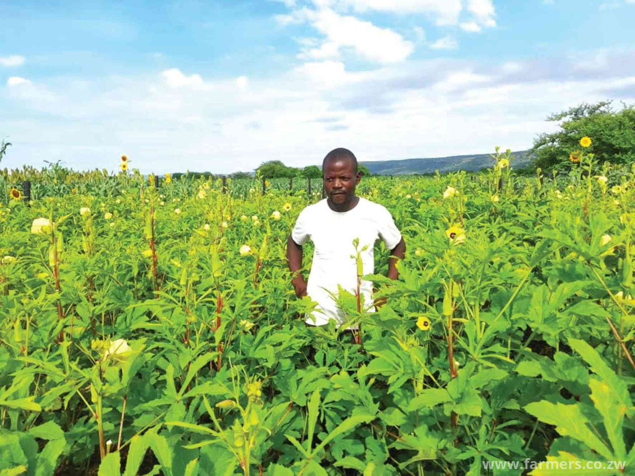 Here is how Pollinator revolution renewed hope for a Kariba farmer